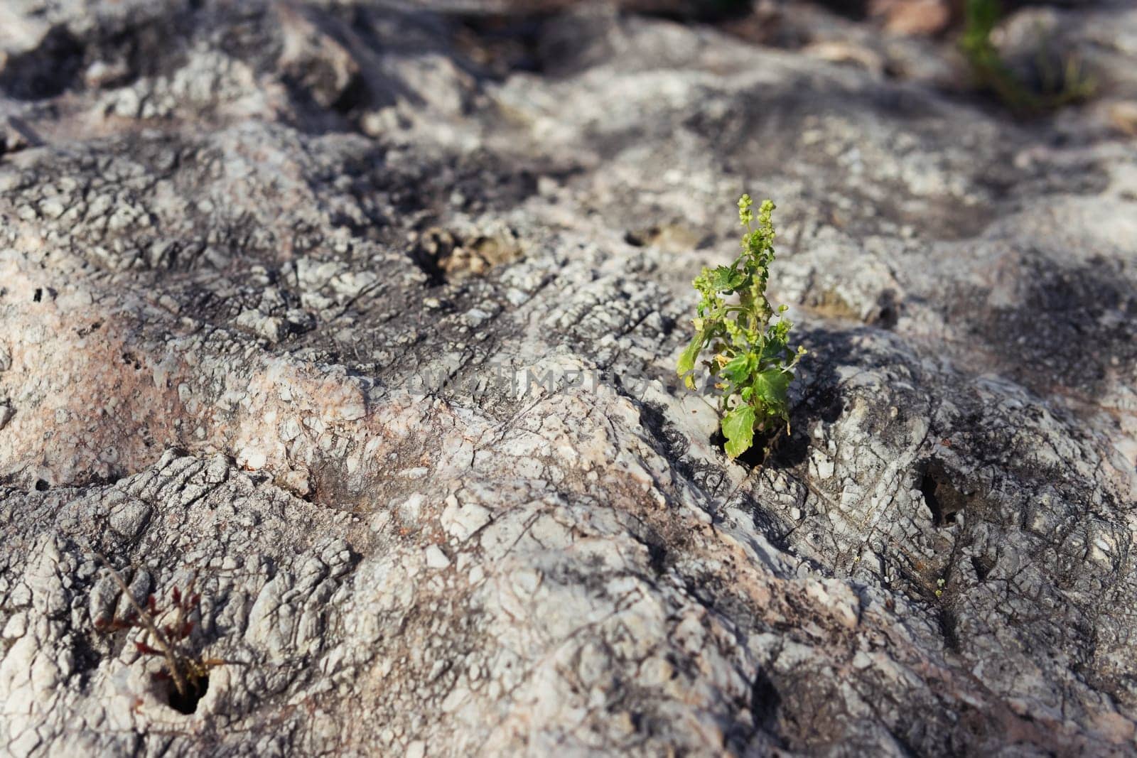 green flower in the crack of an old stone slab -the concept of rebirth by PopOff