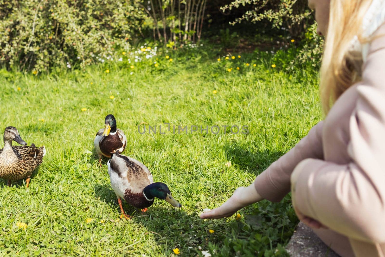 A young girl feeds ducks with white bread on a green grassy field by PopOff