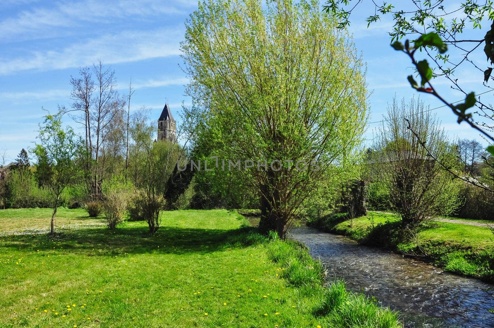 green grass and yellow flowers in the park close-up.Beautiful landscap by PopOff