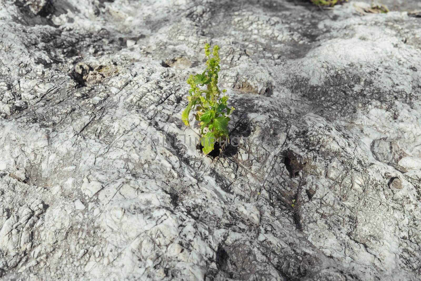 a flower grows in stone, the revival of a new life close-up, there is a place for an inscription. High quality photo