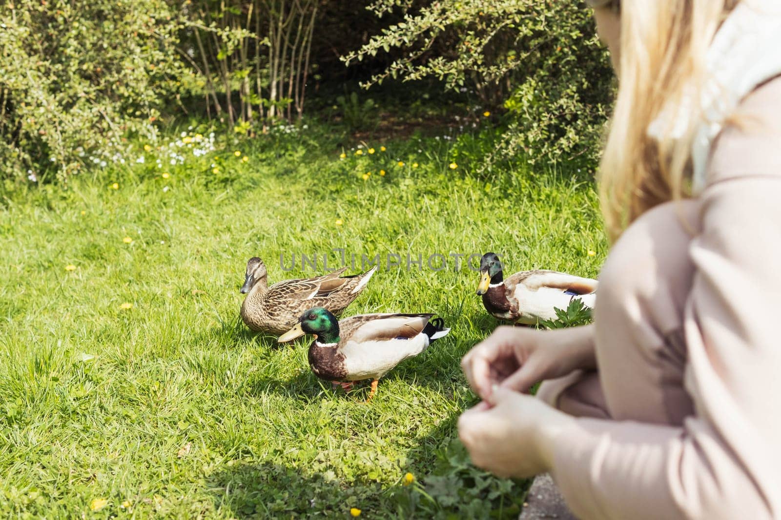 A young girl feeds ducks with white bread on a green grassy field by the lake. High quality photo