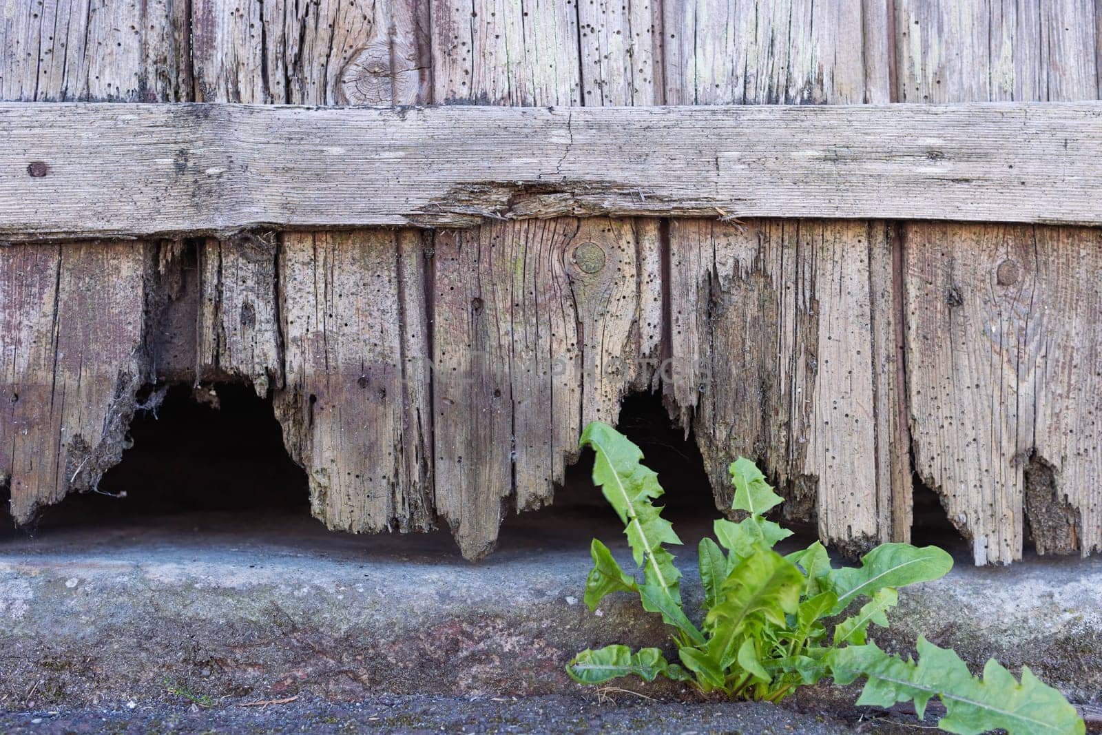the old wooden fence is all rotten. The bottom of the fence is a close-up. High quality photo