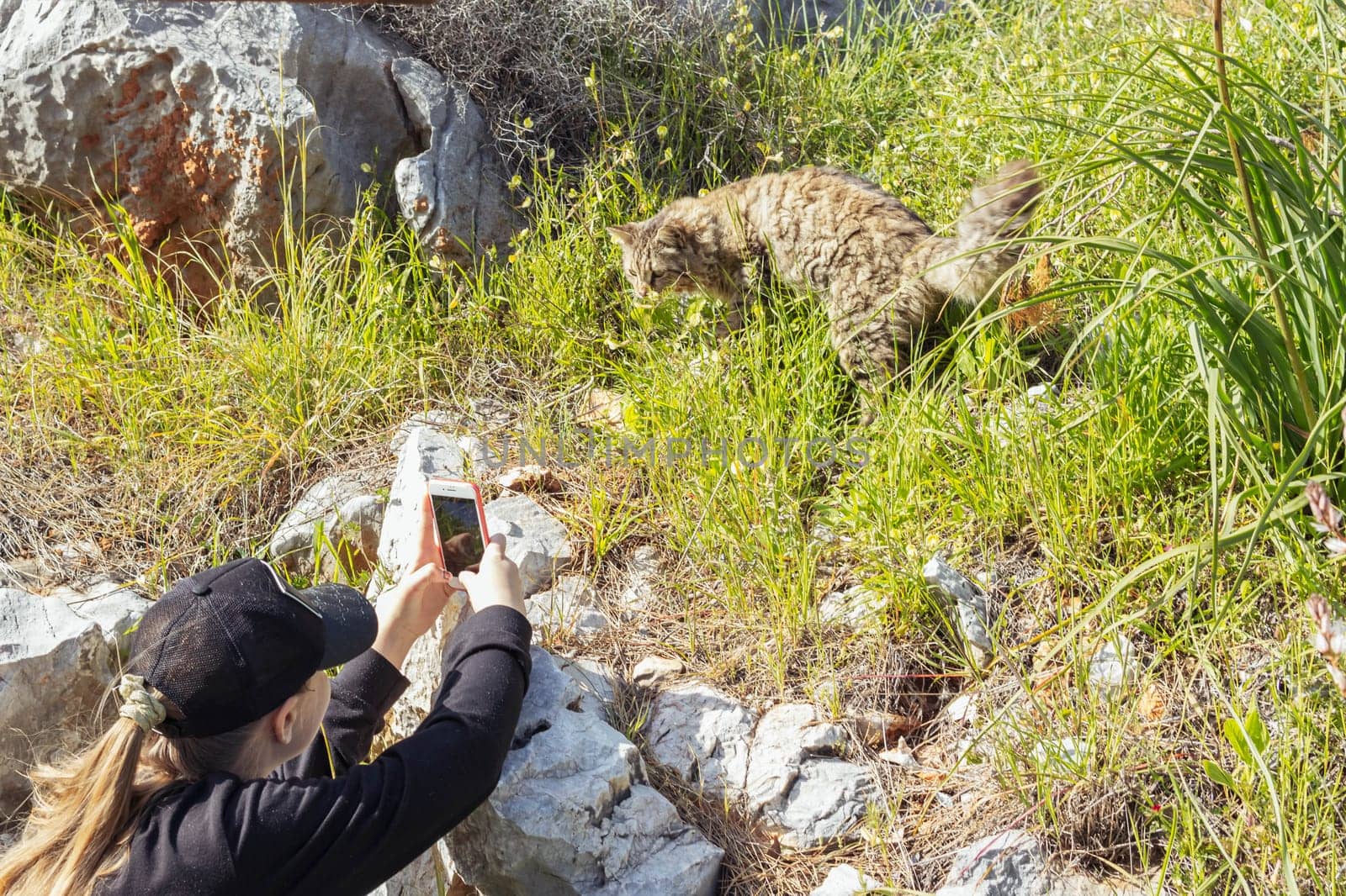 a girl of European appearance with blond hair and in a black cap sits photographing a cat that sits in the grass on the phone. High quality photo