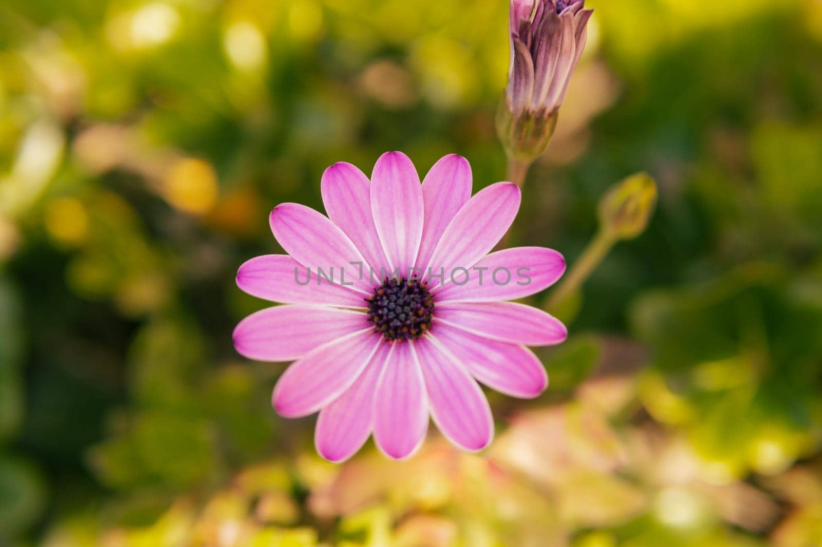 Spring time concept. Beautiful welcome spring flowers blooming with copy space background poster in high resolution by PopOff