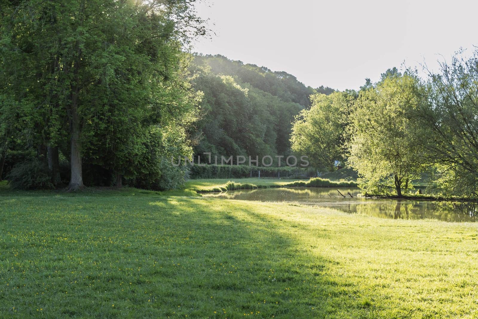 green grass and yellow flowers in the park close-up.Beautiful landscape near a flowing stream. High quality photo