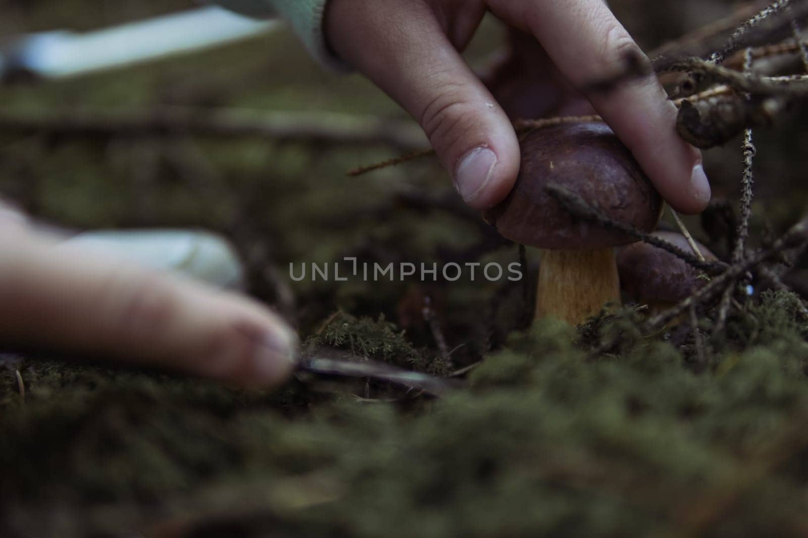 children's hands cut off a mushroom that grows in the forest near a close-up on the hands and a mushroom, spring landscape of the forest there is a place for an inscription. High quality photo