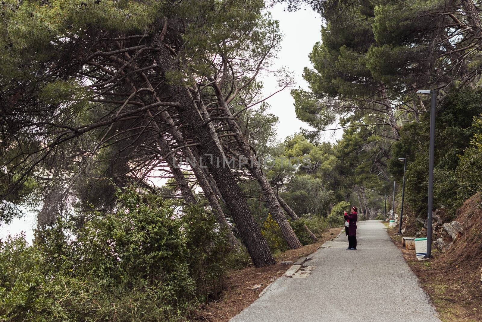 green park in the forest with pine trees, a place for a walk in the fresh air. High quality photo