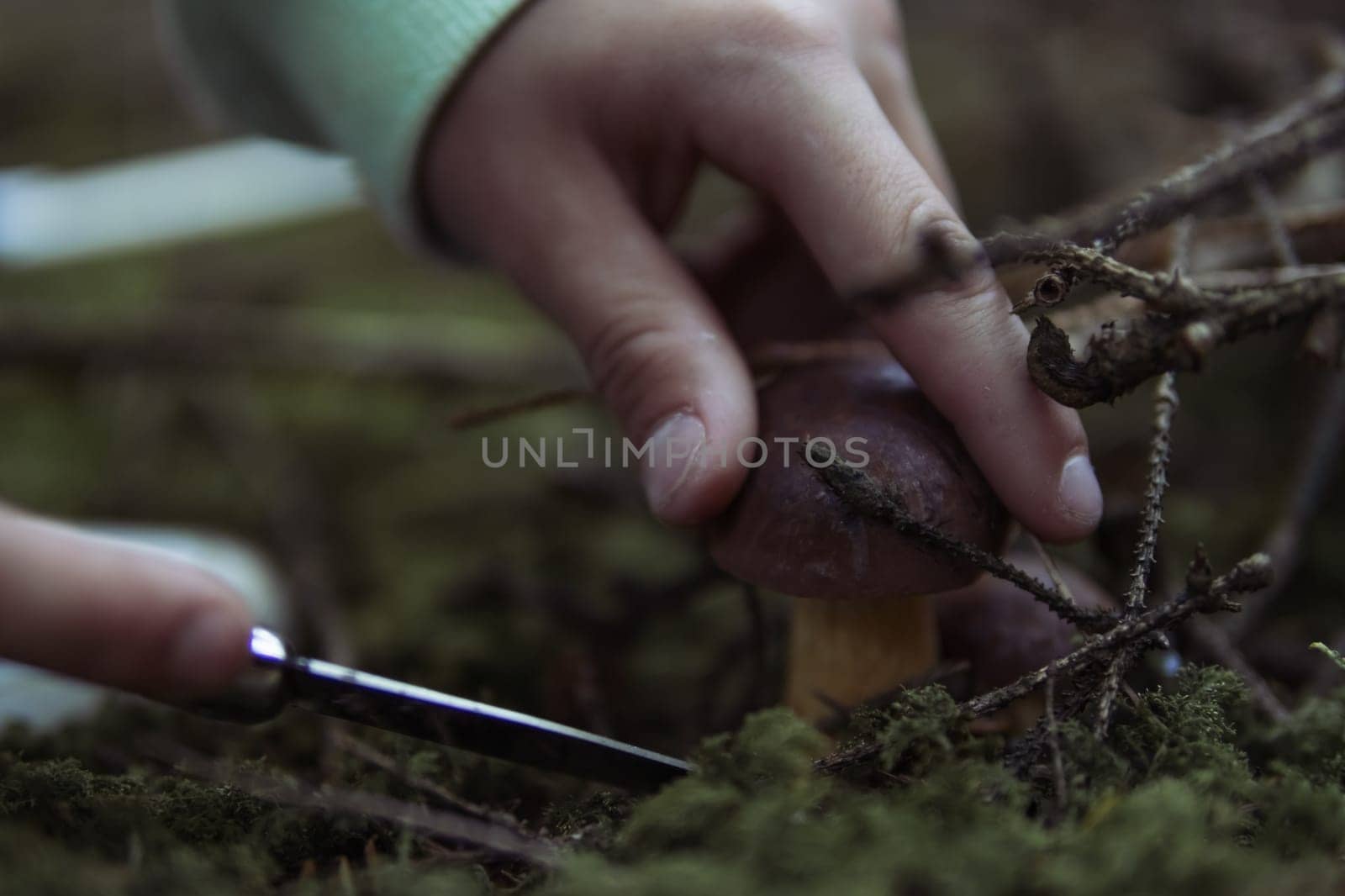 children's hands cut off a mushroom that grows in the forest near a close-up on the hands and a mushroom, spring landscape of the forest there is a place for an inscription. High quality photo