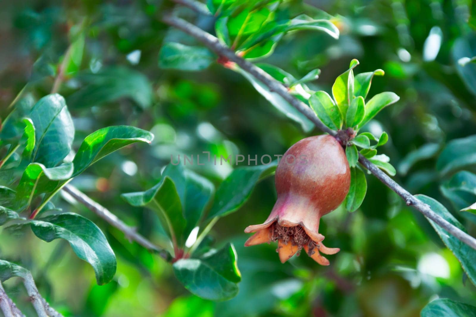 Branch of pomegranate tree with small red fruits. Garden of pomegranate trees. by PopOff