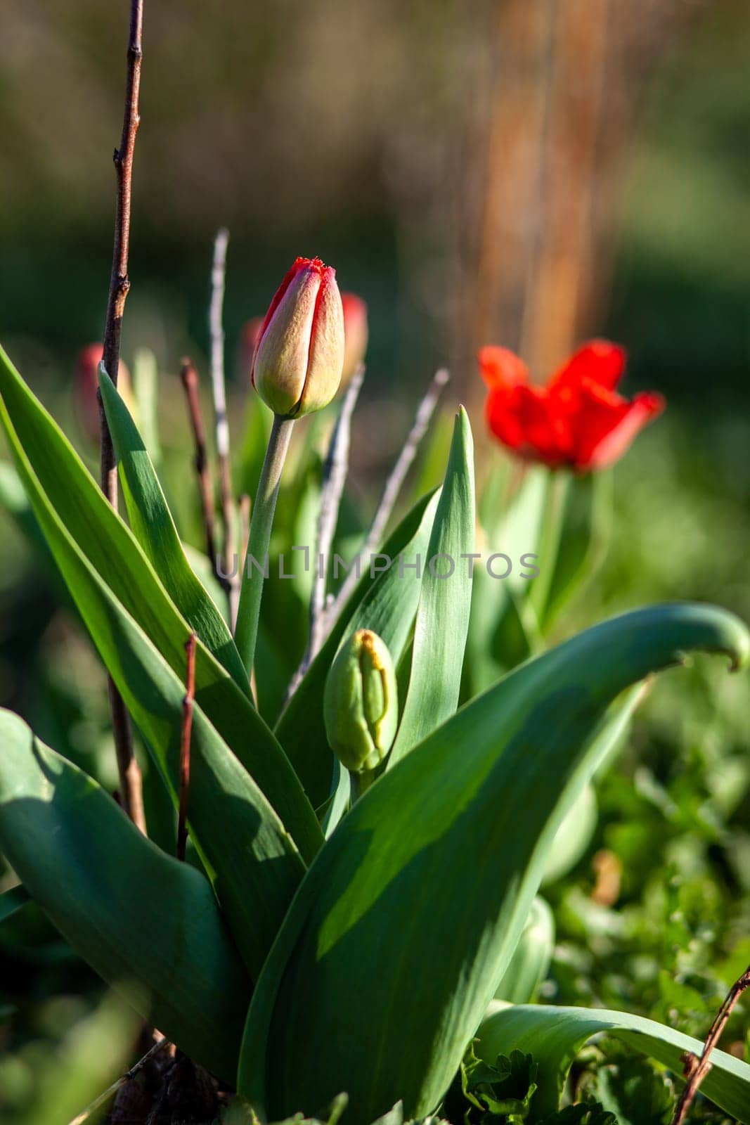 Flowerbed with beautiful blooming tulips in the garden. Spring vegetable garden and flowers.