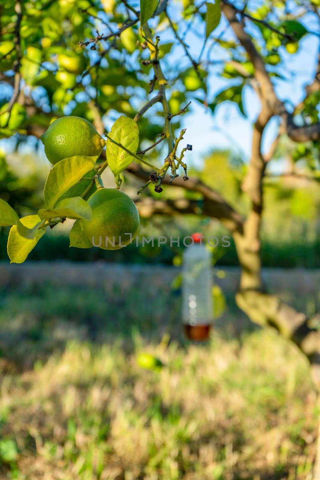 Close-up of some unripe lemons in the middle of a crop field by Barriolo82