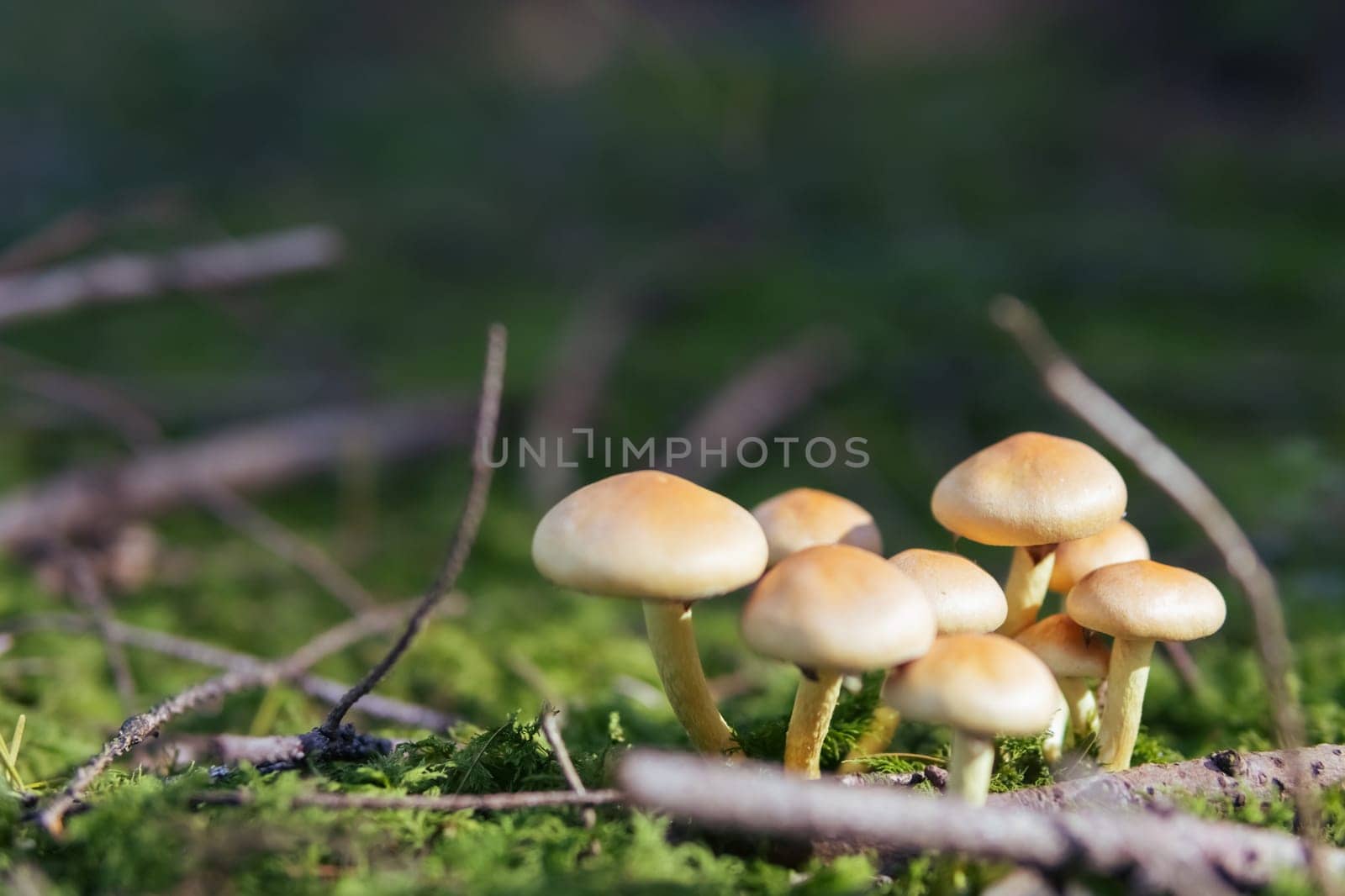 clearing of mushrooms grow near a tree close-up, spring forest landscape with mushrooms there is a place for an inscription. High quality photo