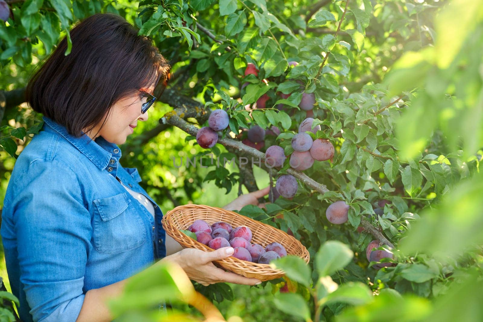 Woman picking ripe plums from tree in basket by VH-studio