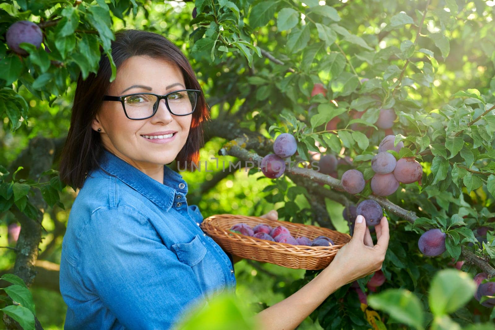 Woman picking ripe plums from tree in basket by VH-studio