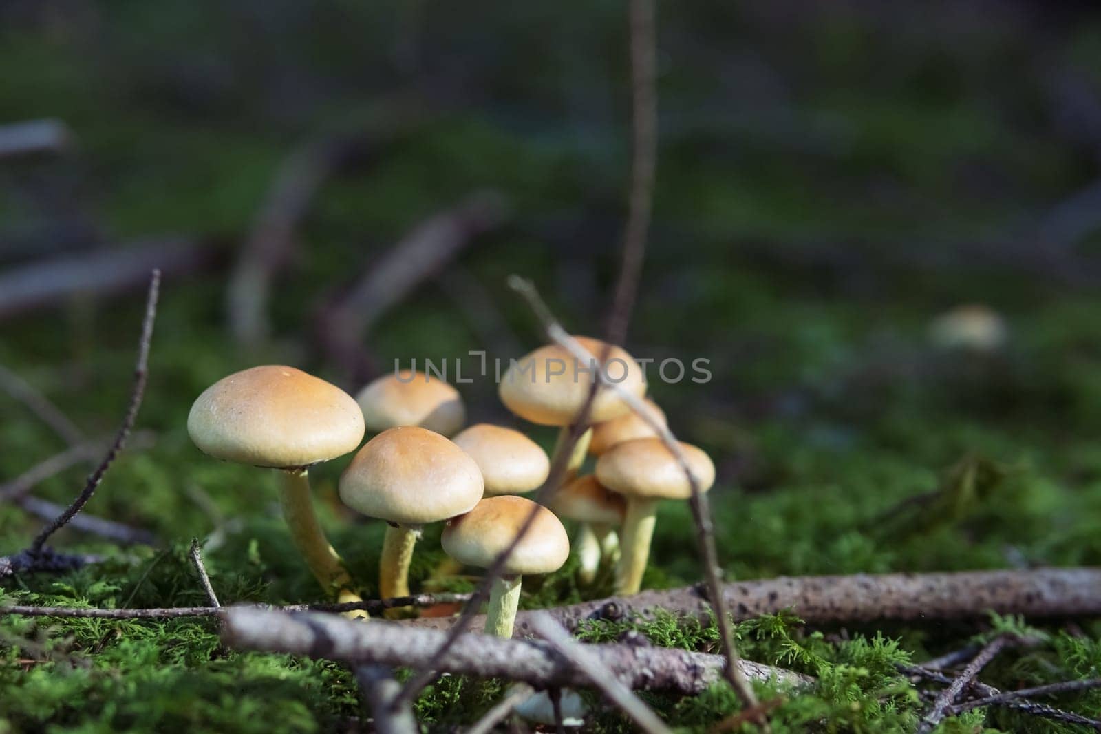 clearing of mushrooms in the forest mushrooms in the forest close-up there is a place for an inscription by PopOff