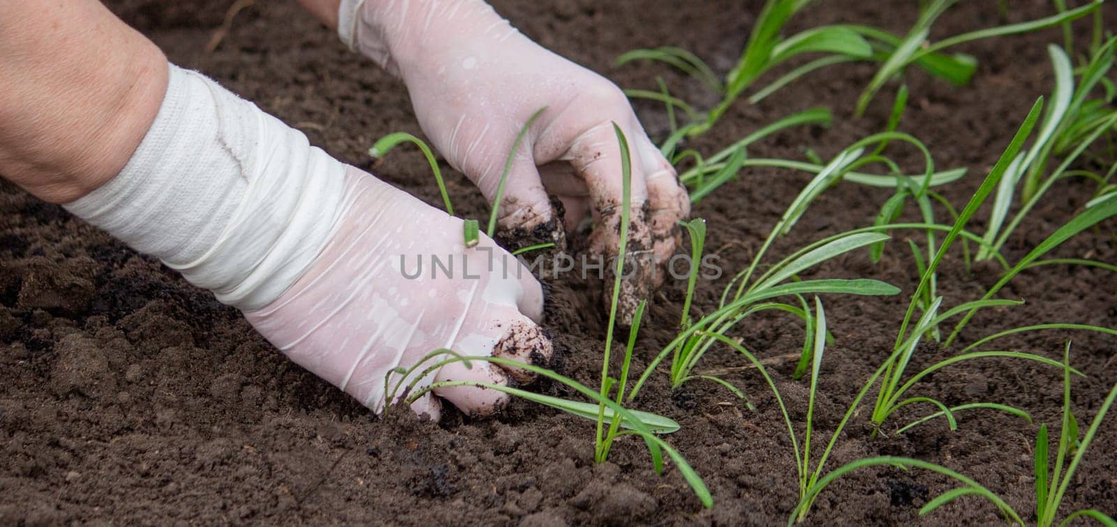 close-up of a female farmer planting flower seedlings. Selective focus