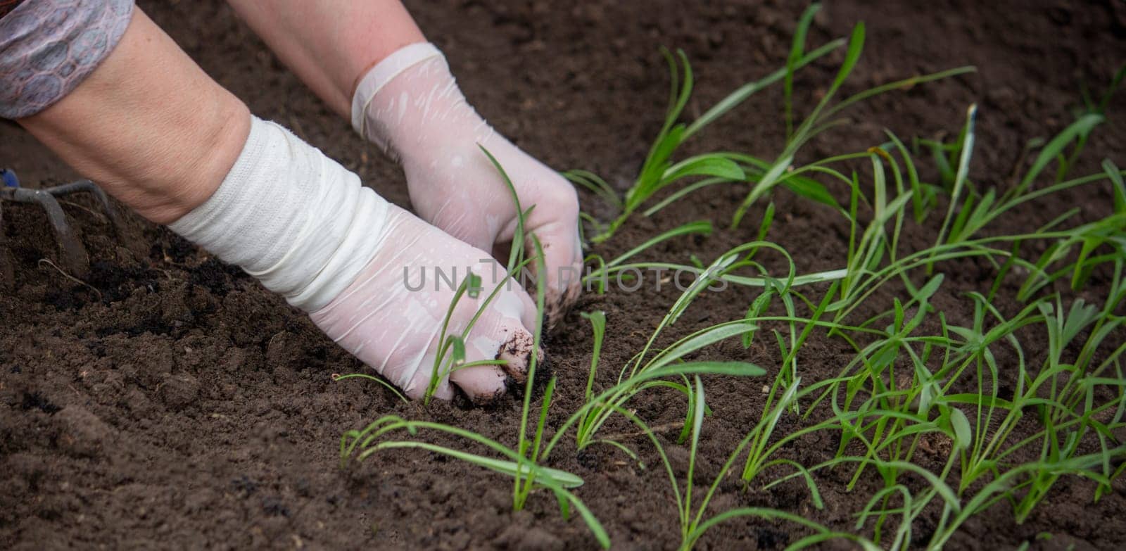 close-up of a female farmer planting flower seedlings. Selective focus