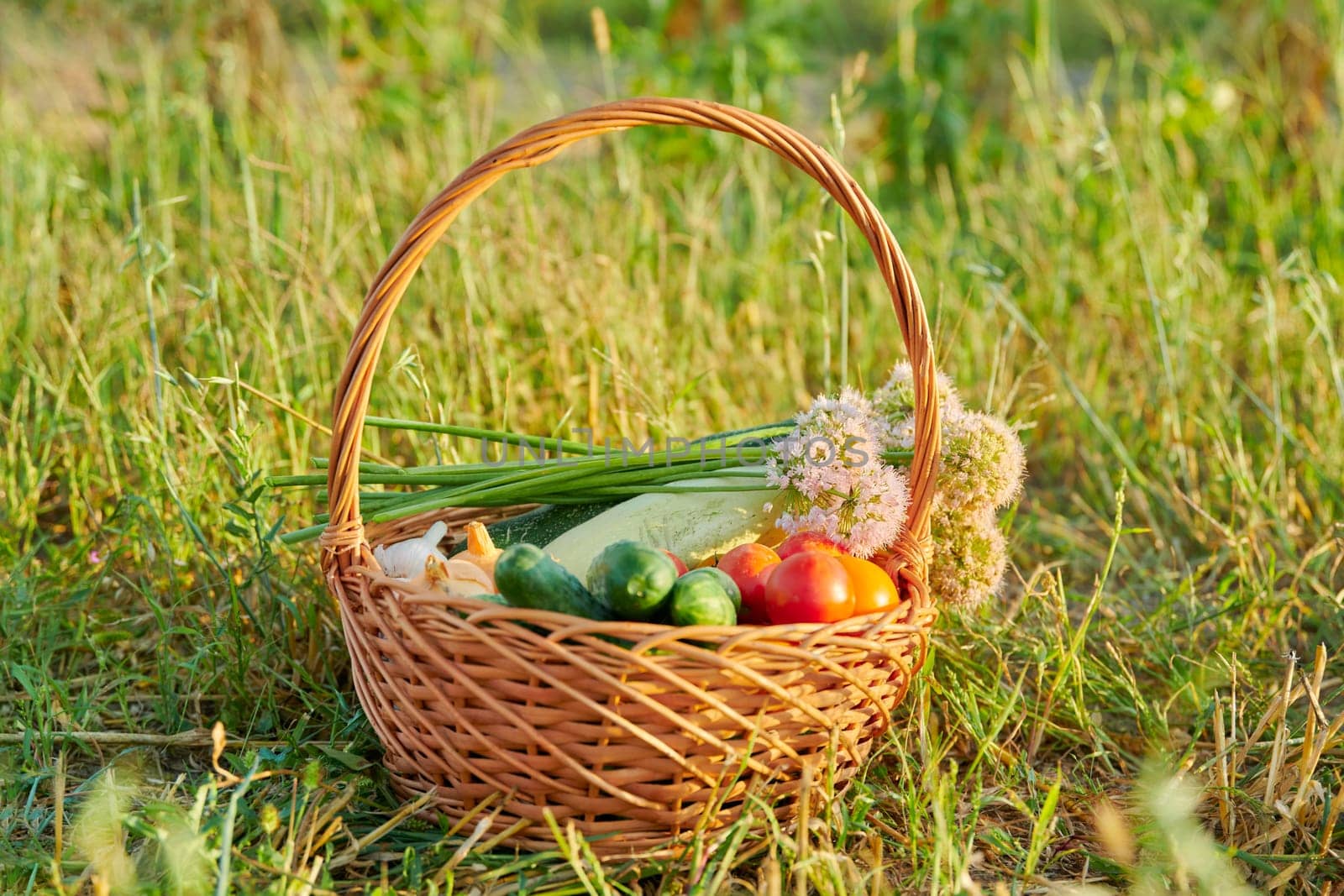 Basket with ripe vegetables on grass outdoor, nobody. Natural healthy organic vegetables, summer autumn season, agriculture, gardening, farming concept