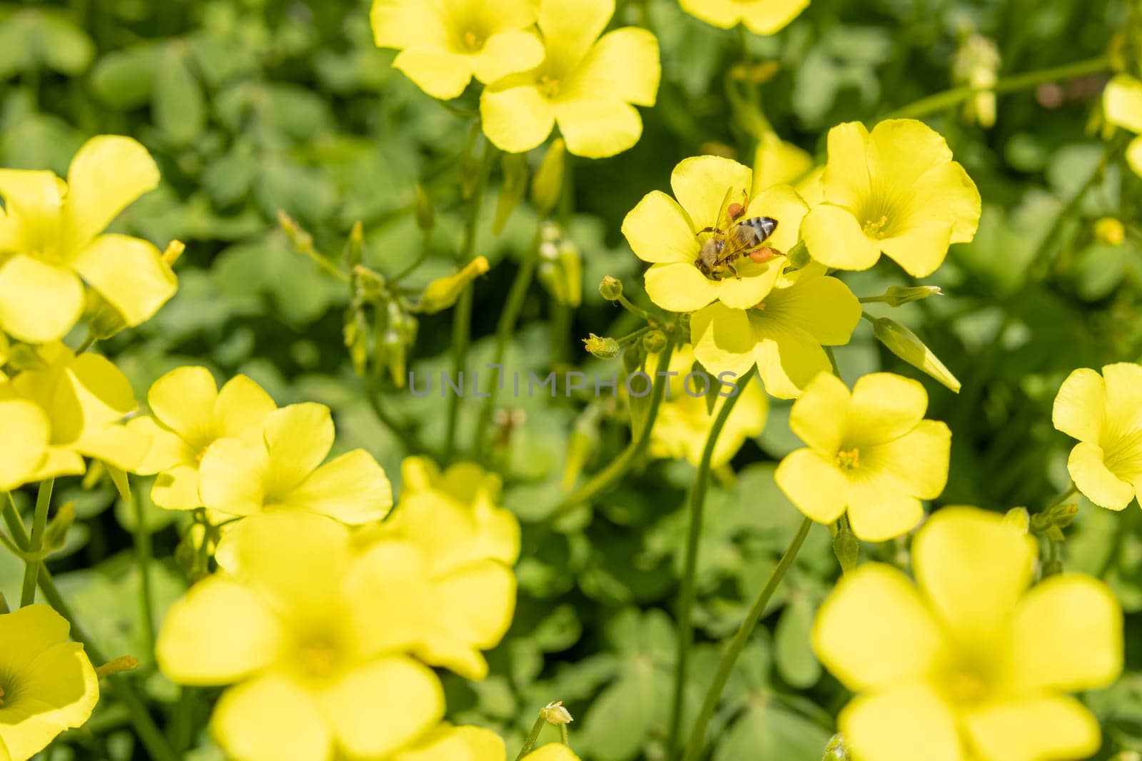 close-up of a meadow with yellow flowers, a bee collects pollen for honey. High quality photo