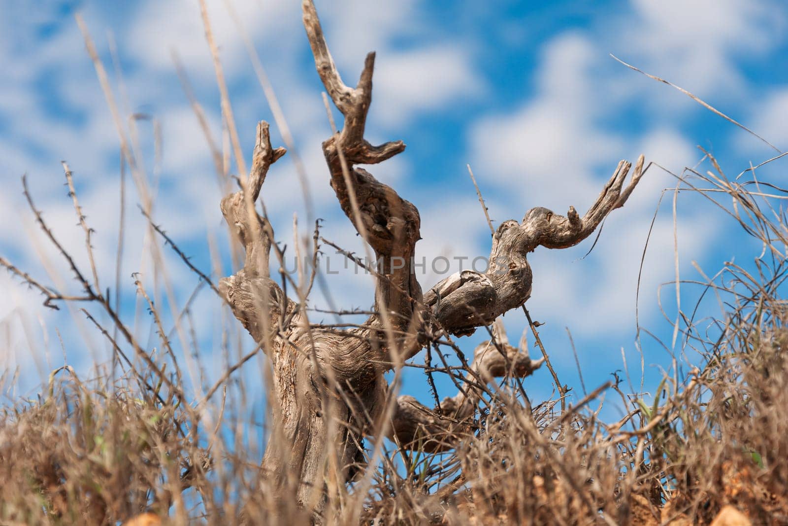 blue sky over an old lonely tree, close-up, there is a place for an inscription. High quality photo