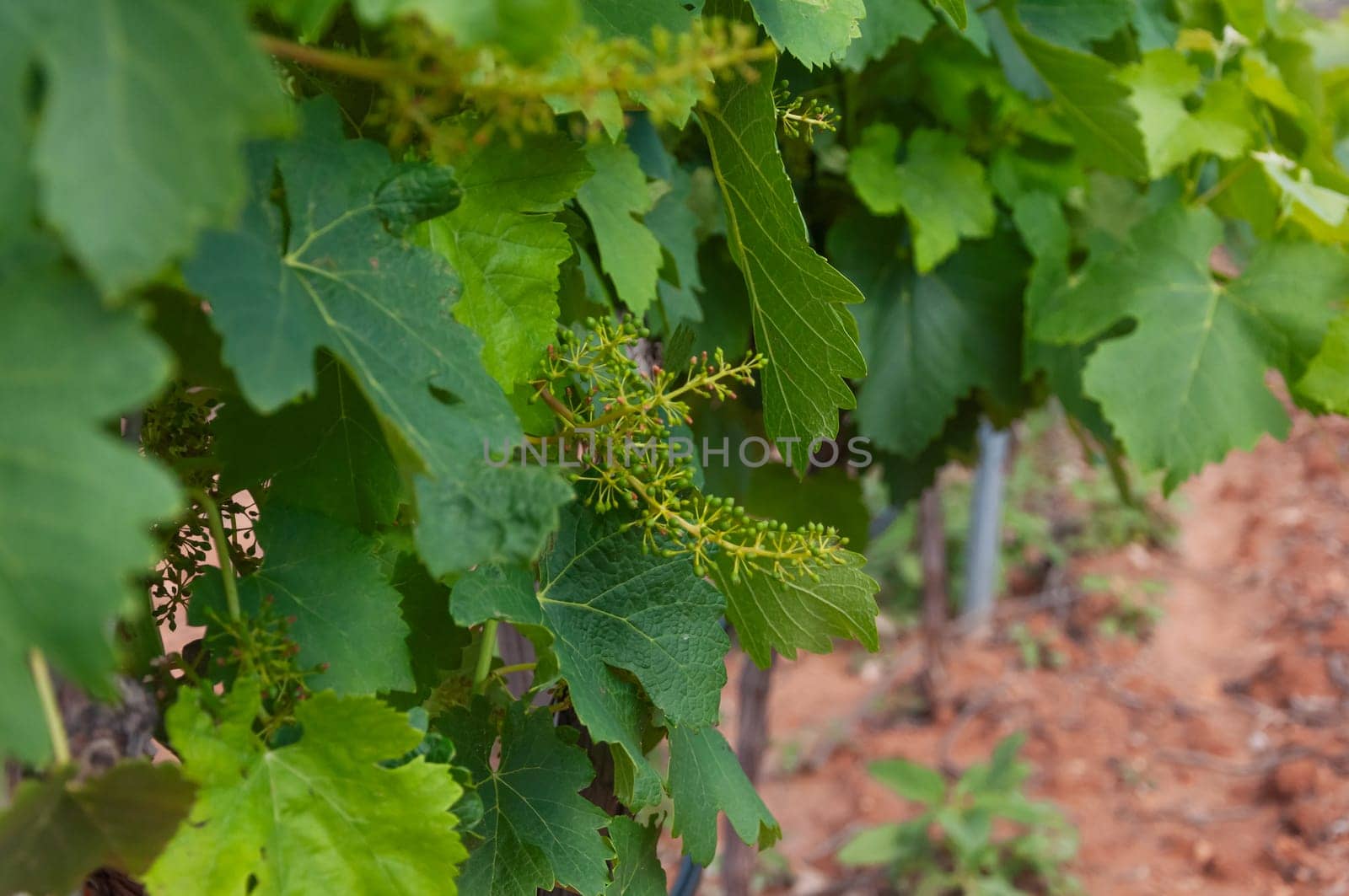 Vineyards with grapevine for wine production, there is a place for an inscription. High quality photo