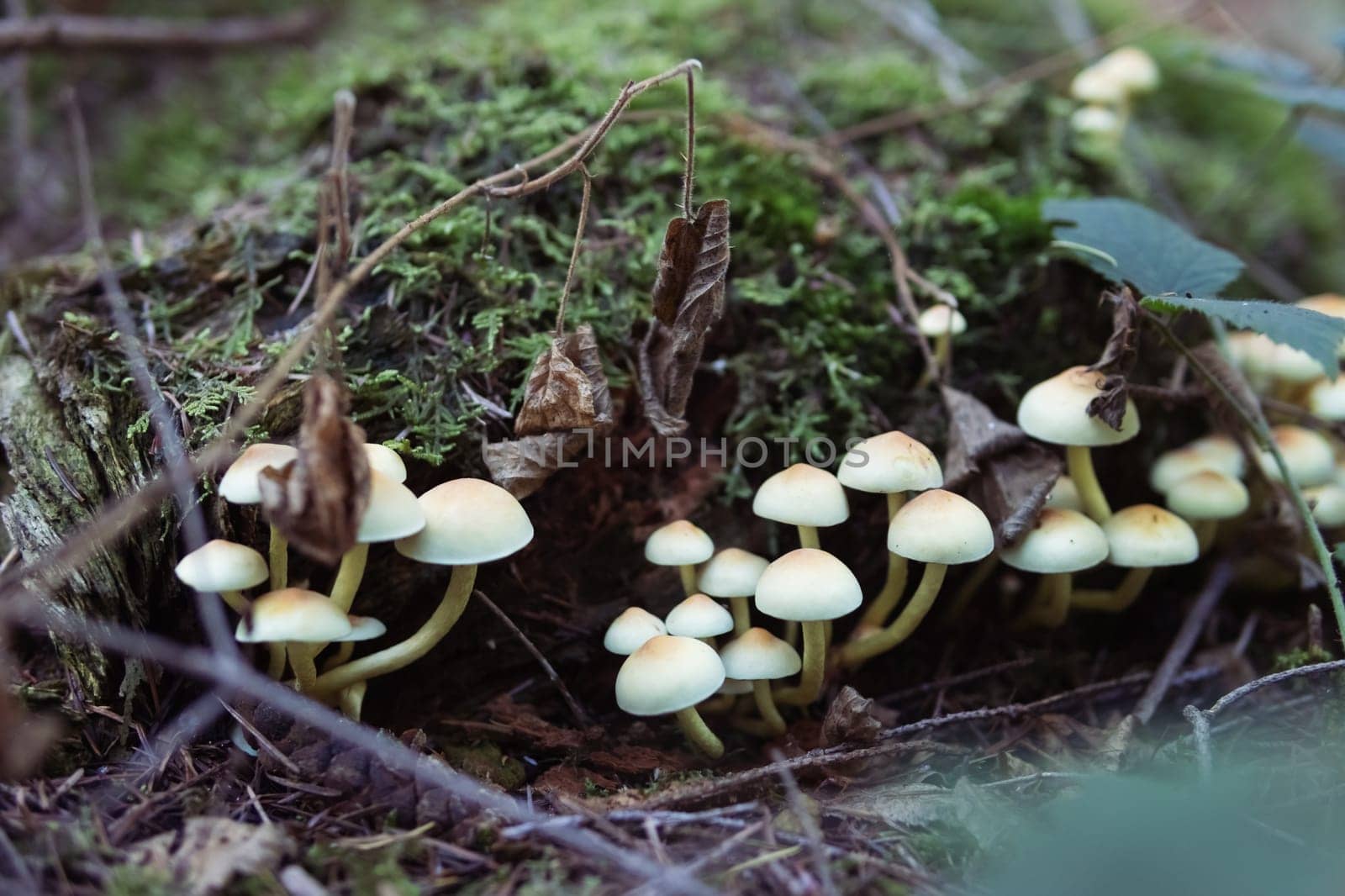 clearing of mushrooms grow near a tree close-up, spring forest landscape with mushrooms there is a place for an inscription. High quality photo