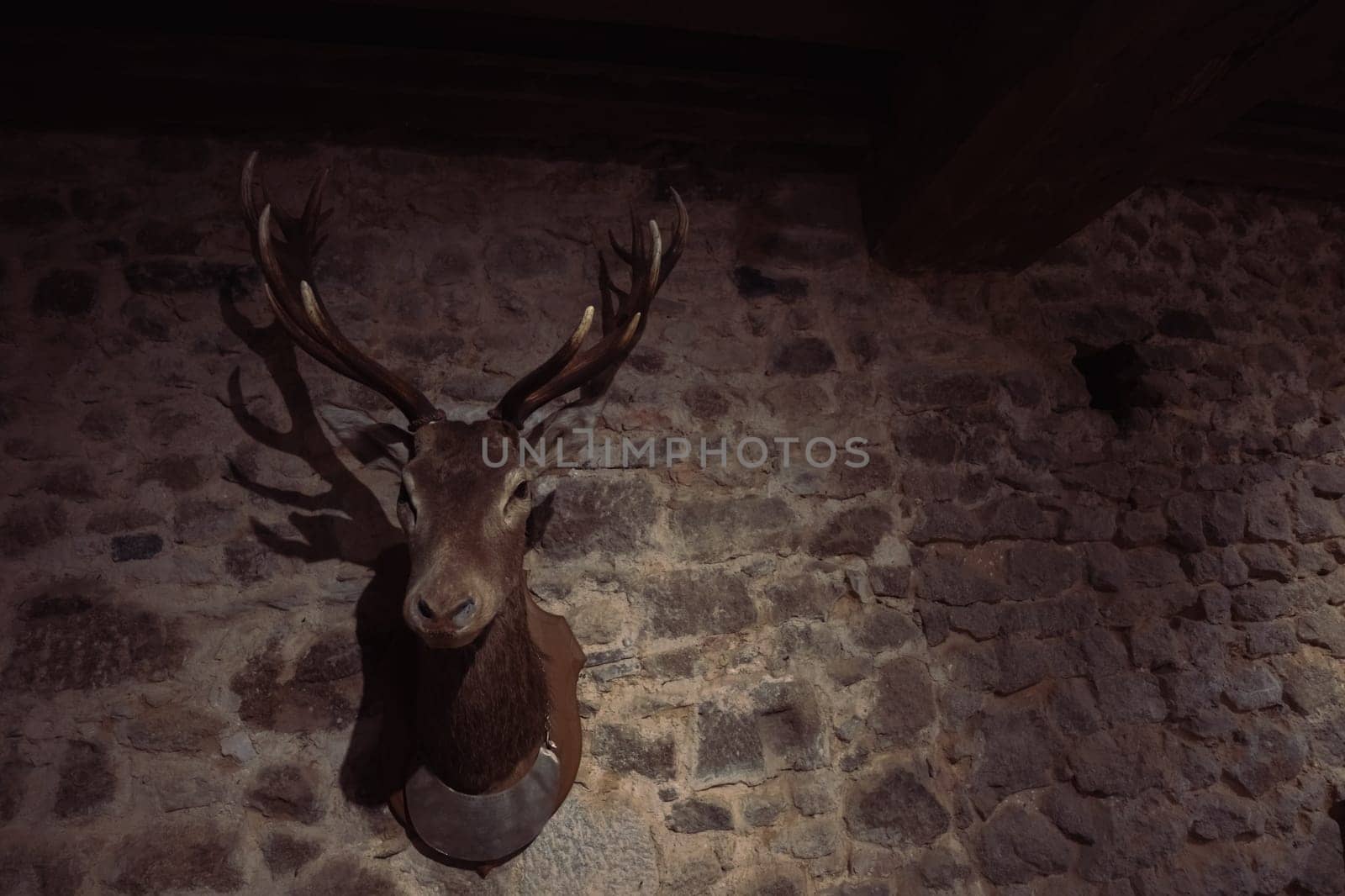 a stuffed deer hangs on the wall, a deer head with antlers hangs on the wall, there is a place for an inscription by PopOff