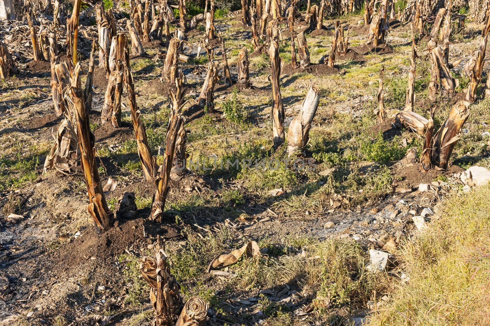 meadow of dry trees, sawn off trees photo. High quality photo