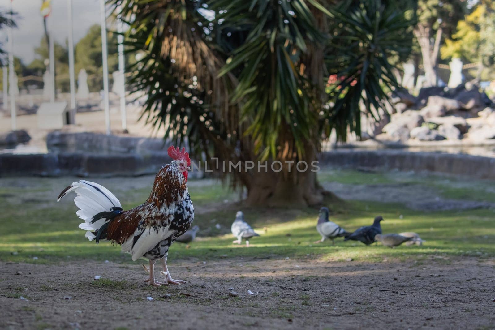 The rooster in the park, a lot of pigeons in the back . High quality photo