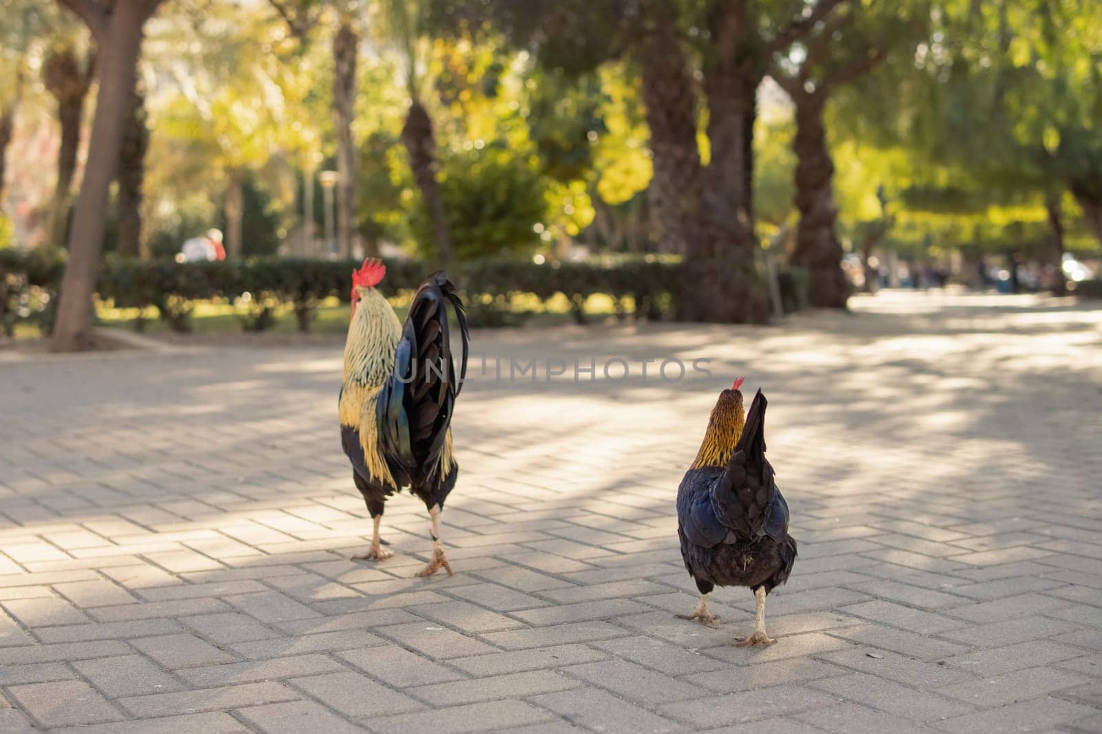 Close-up of roosters in the park walking along the road.Beautiful landscape in the park with a rooster with spread wings by PopOff