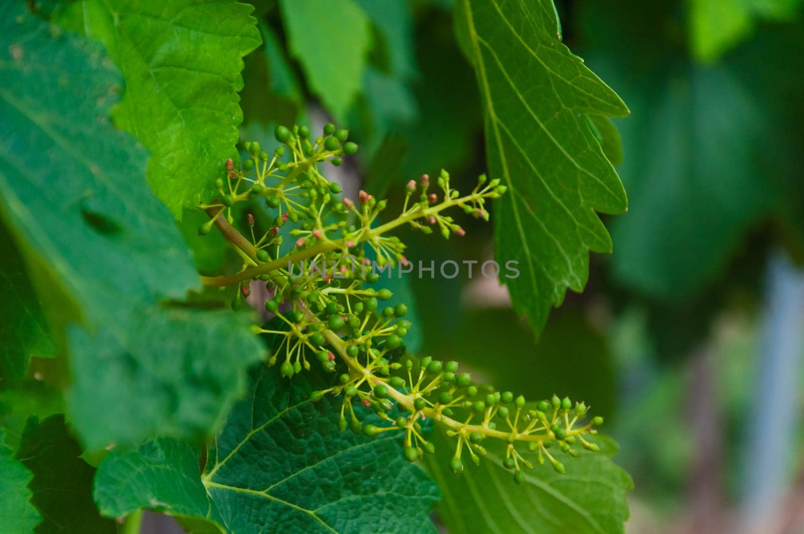 Close-up of green small bunches of grapes hanging on a branch. Hanging grape. Grape farm by PopOff