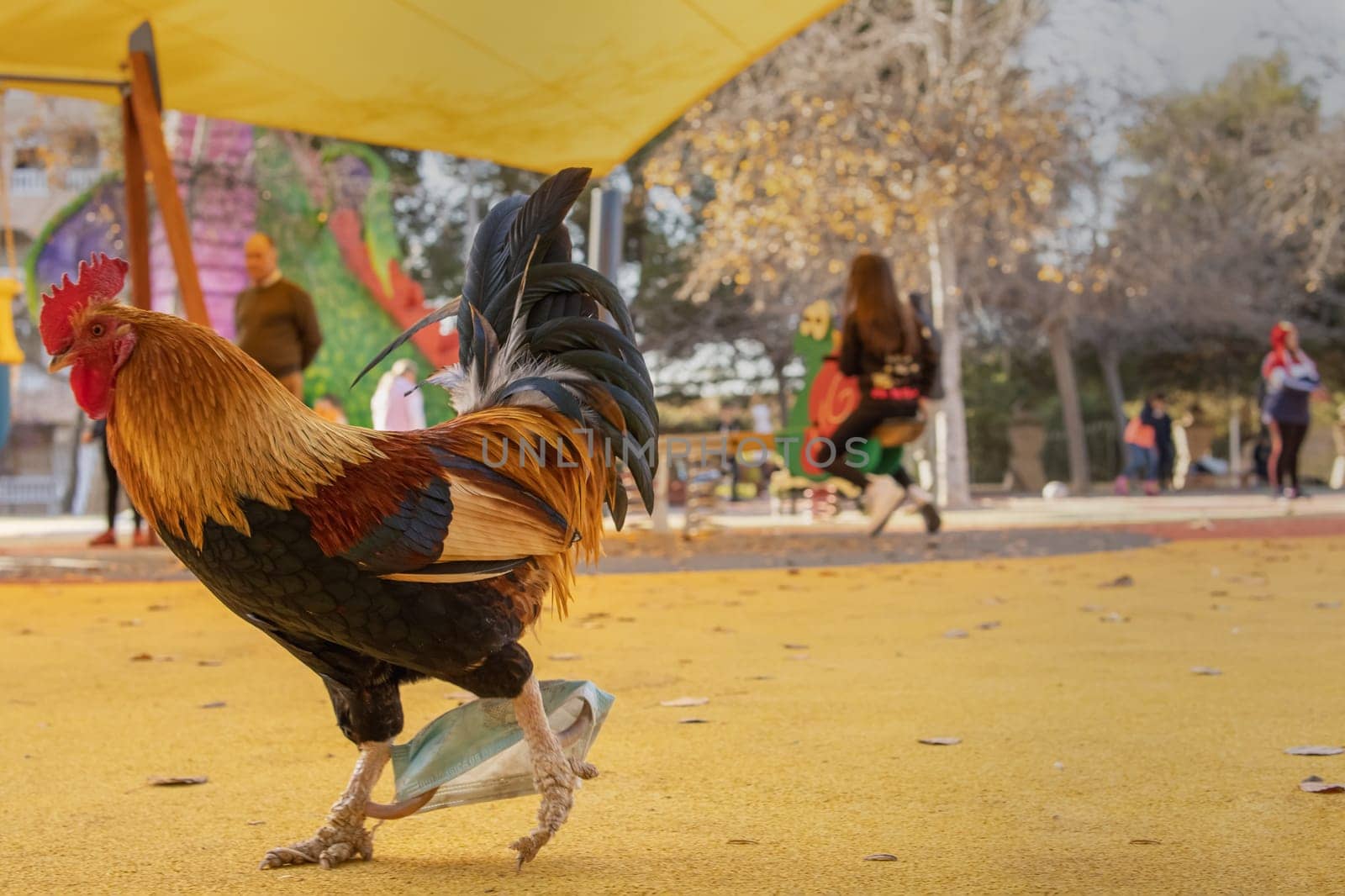 rooster walks through the park on the playground the close-up on the puttuha by PopOff