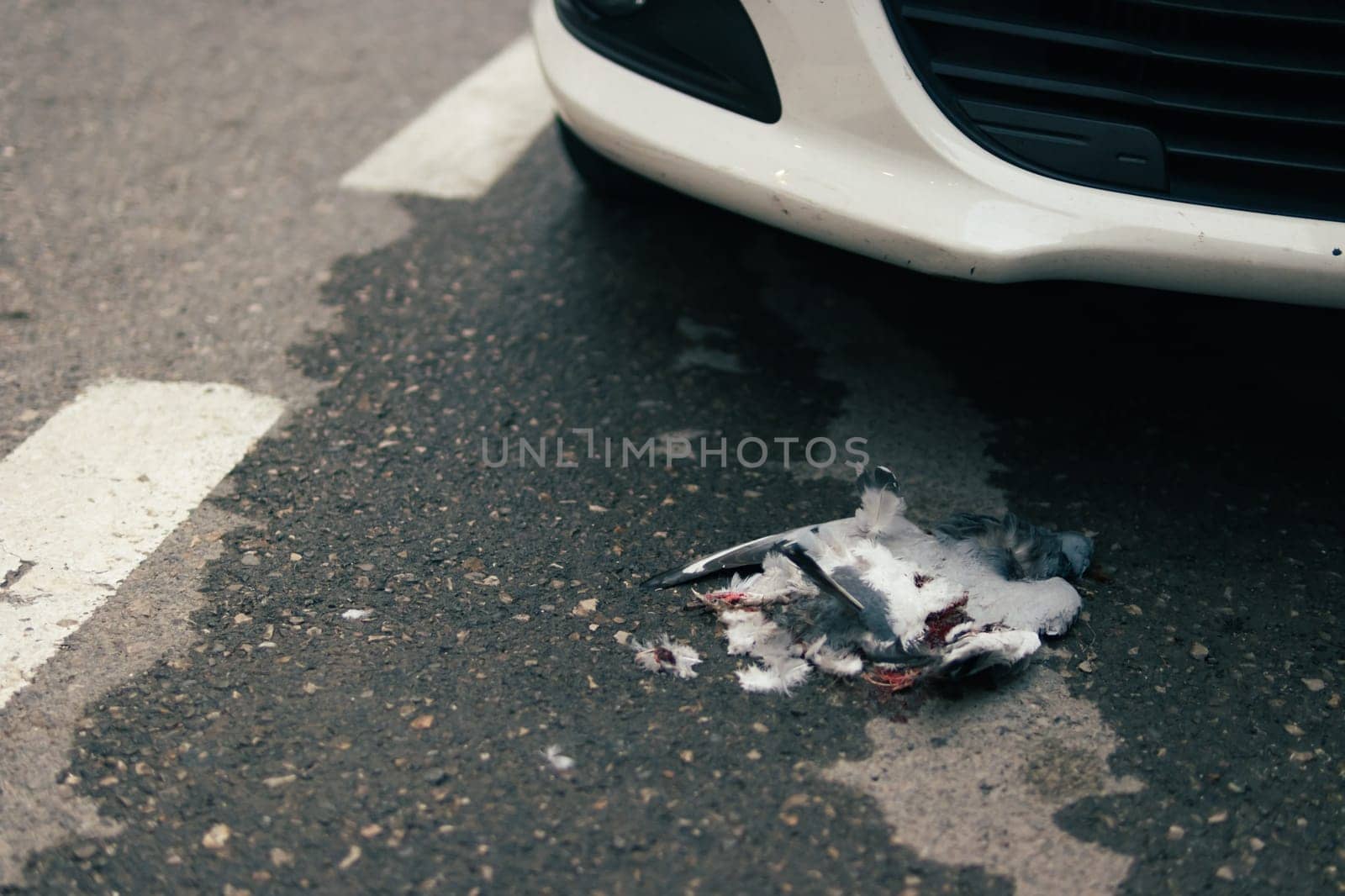 dead bird on the road close-up, there is a place for an inscription, an accident on the road, an insured accident by PopOff