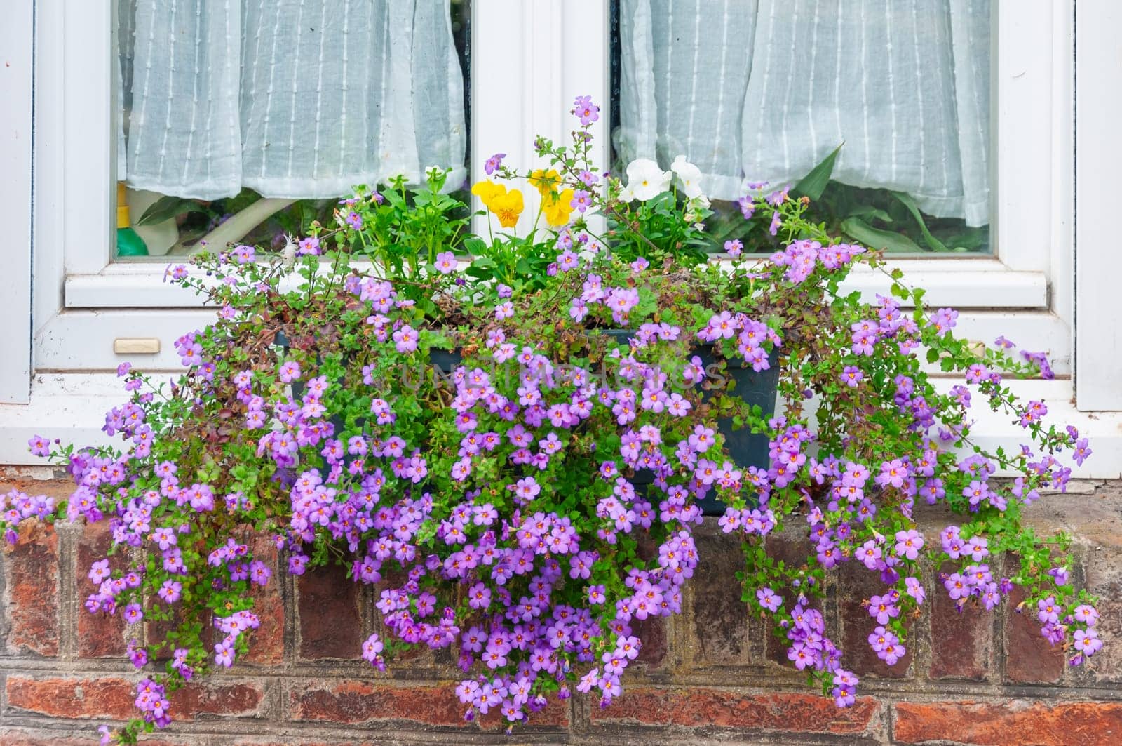 a beautiful flowerpot with purple flowers stands on the window of the house, a close-up by PopOff