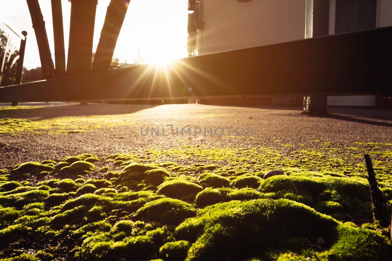 green grass close-up at sunset, the silhouette of the landscape of nature there is a place for an inscription. High quality photo