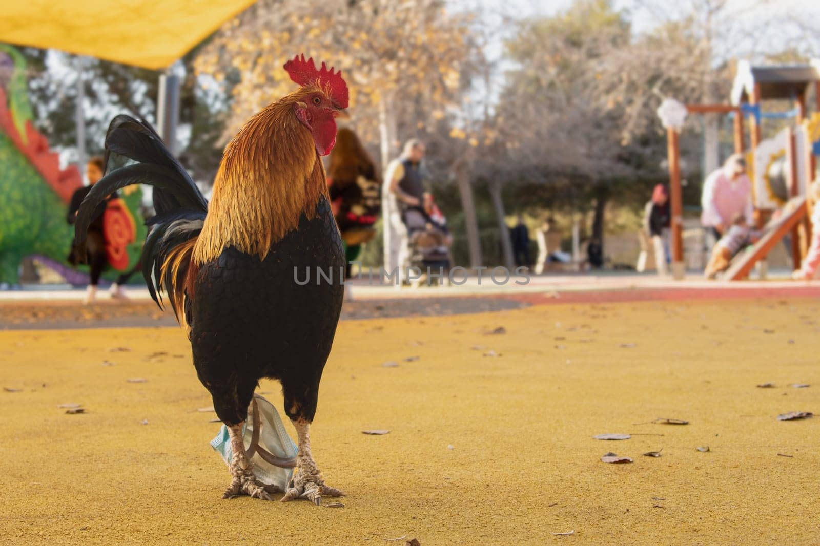 rooster walks through the park on the playground the close-up on the puttuha . High quality photo