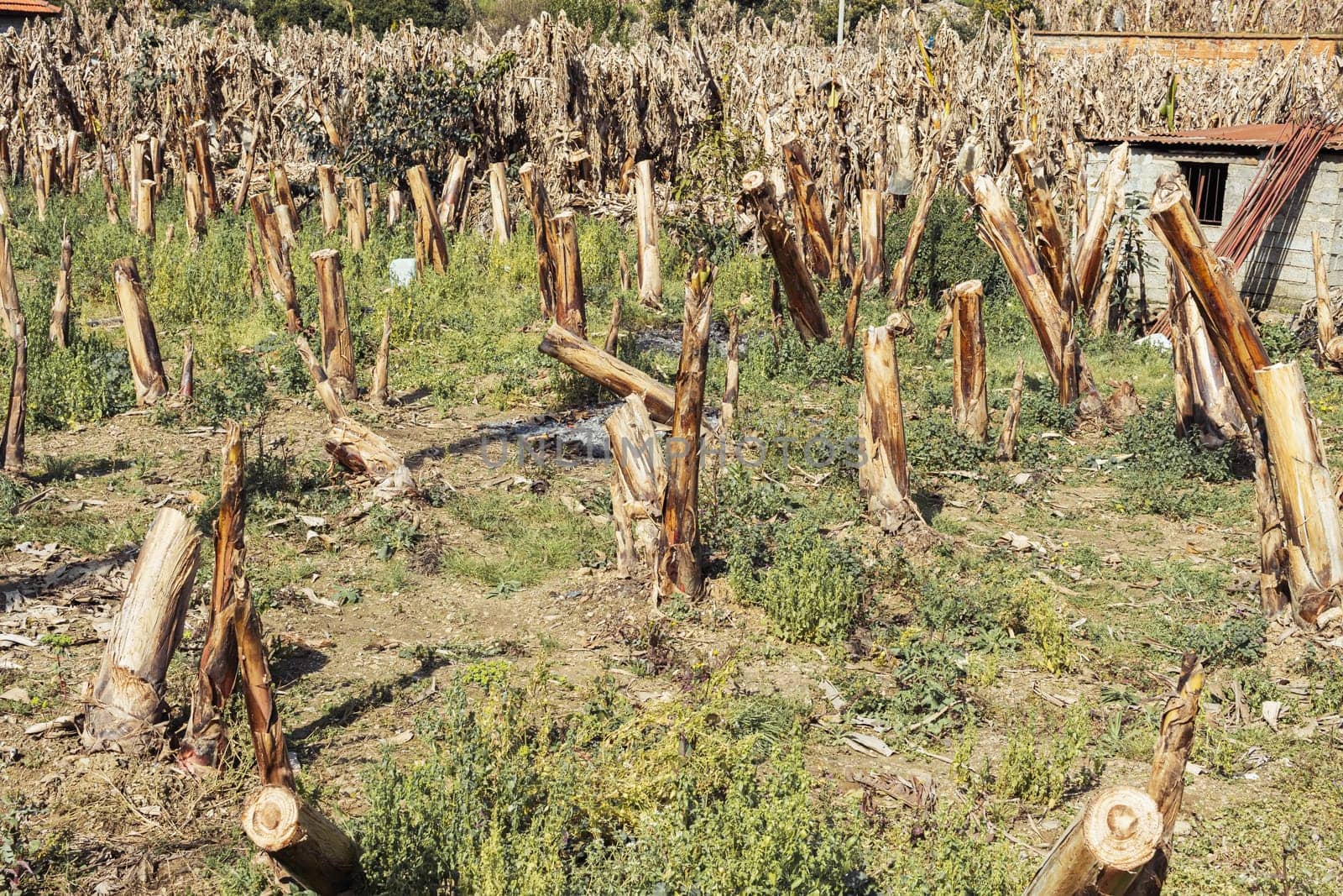 field of cropped dry bushes of plants, green grass around, background by PopOff