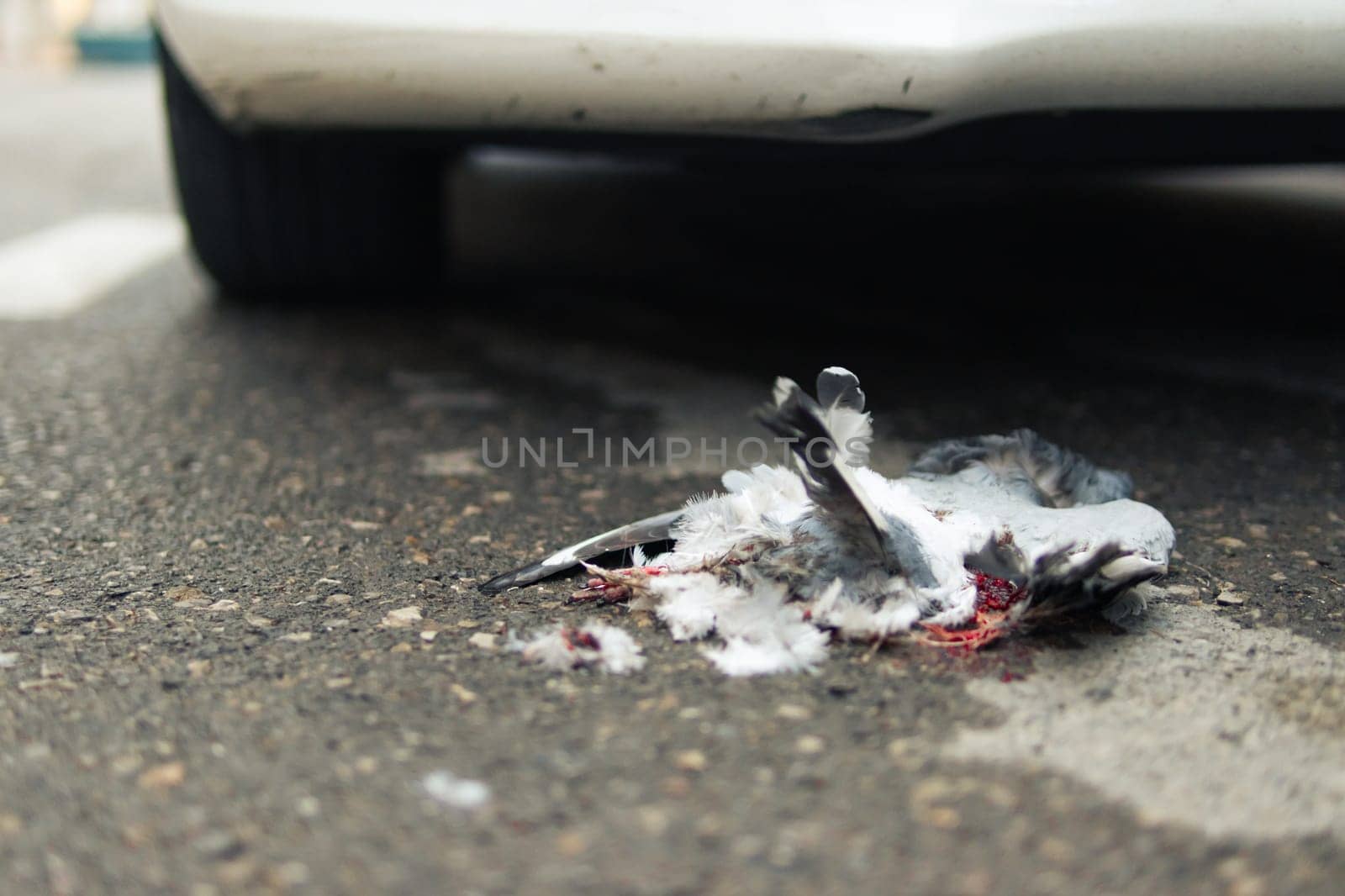 a close-up of a bird that was hit by a car lies on the road, a close-up of a dead bird,an insured event, an accident on the road by PopOff