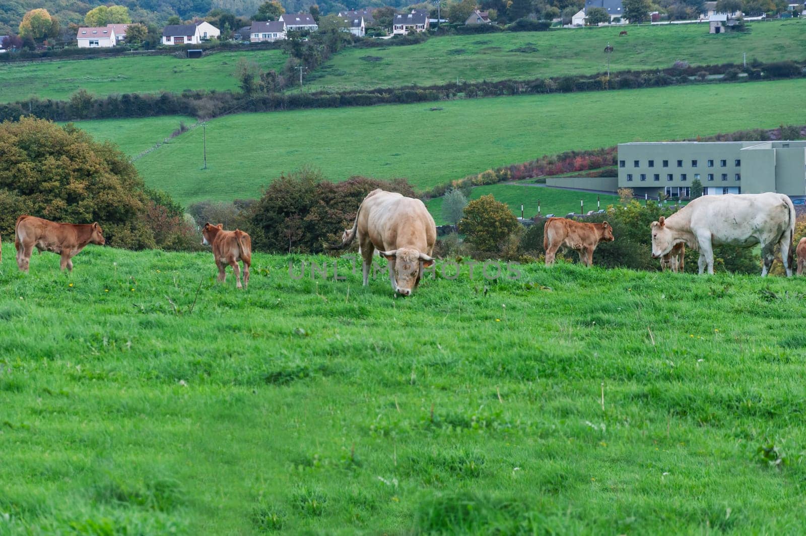 A herd of cows big and small stands in a fence around green grass.Agriculture concept by PopOff