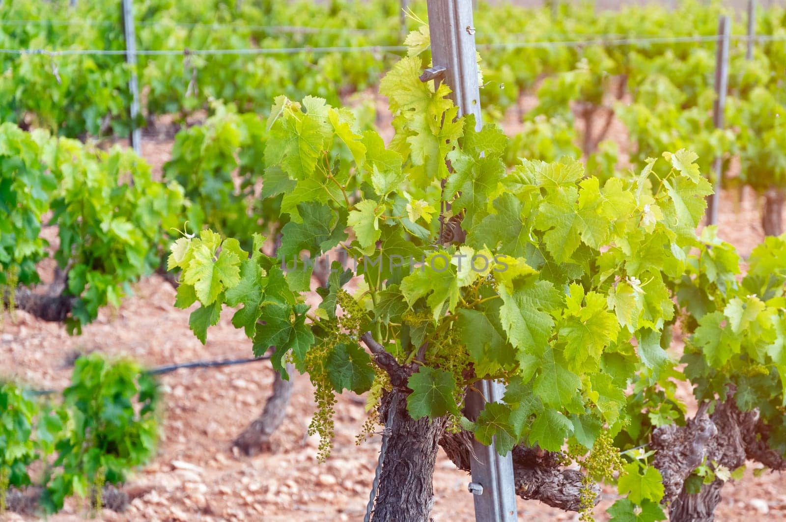 Close-up of a young grape hanging from a branch at the dawn of the sun. Hanging grape. Grape farm. Grape farm. High quality photo