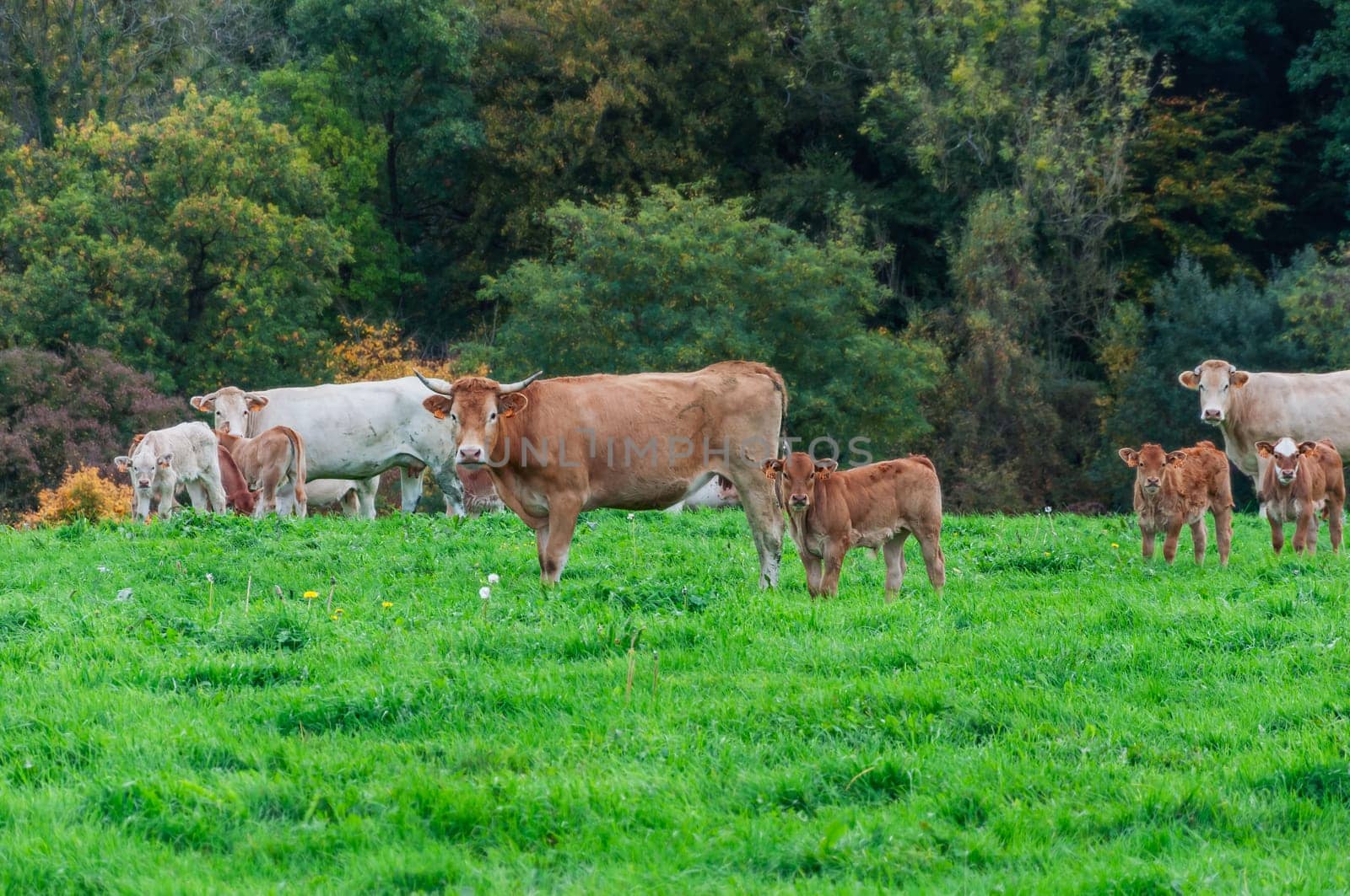 a herd of cows stands against the background of green grass, one cow stands in the distance and eats green grass, the concept of agriculture. by PopOff