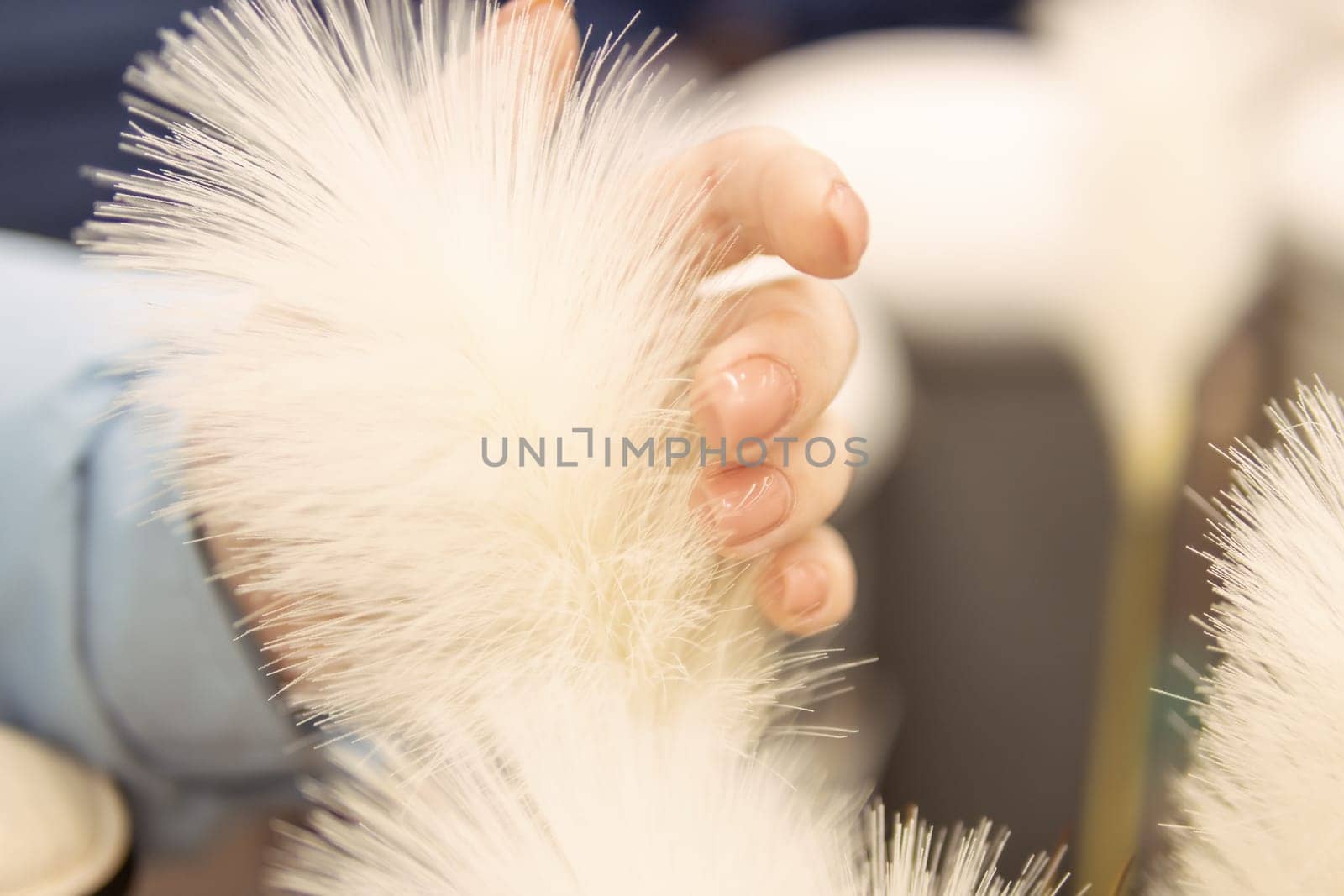 a fluffy white flower is held by a girl on a light background. High quality photo