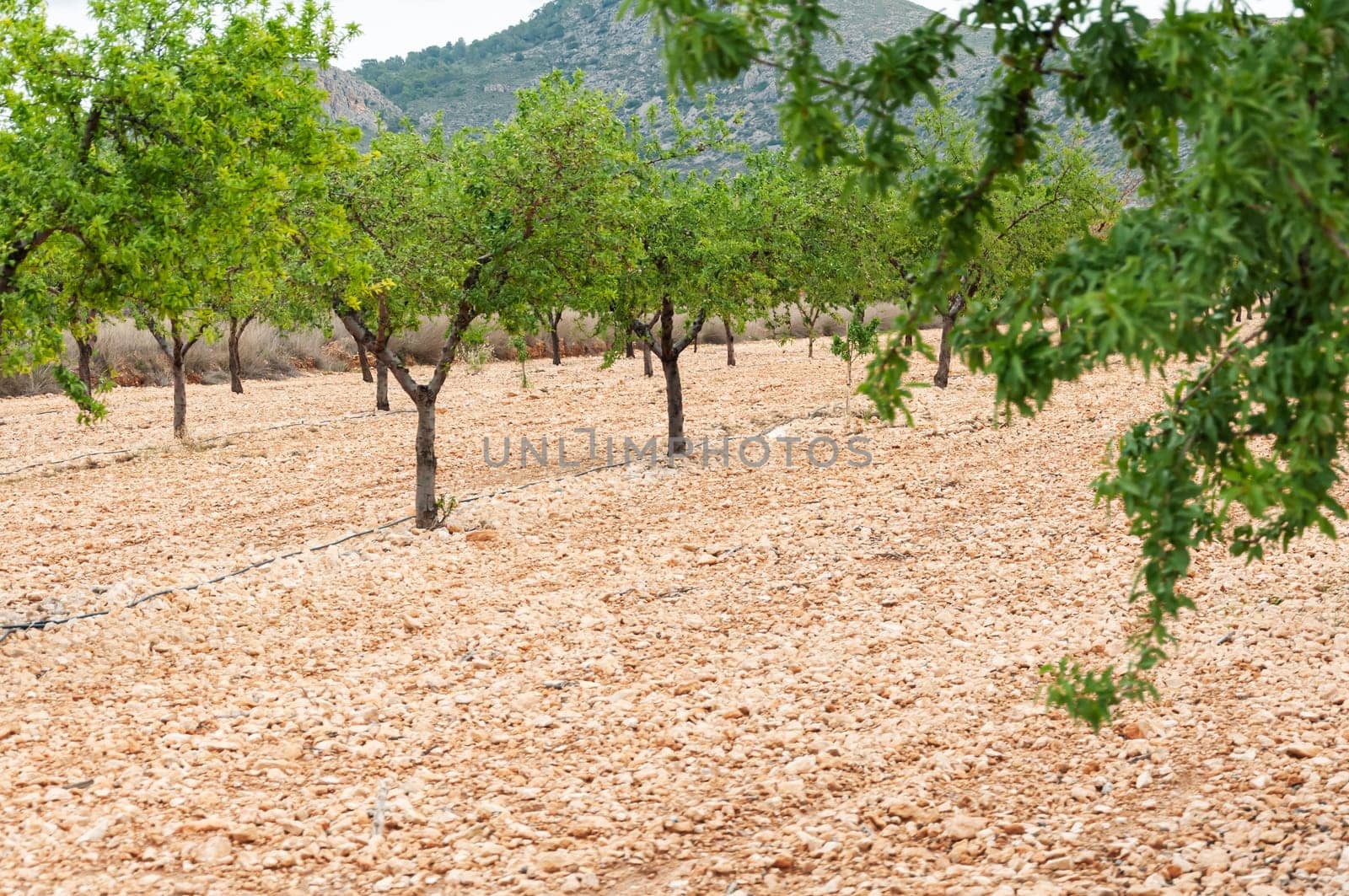 Field of flowering almond trees with green sprouted cereal plants and blue sky in Spain, by PopOff