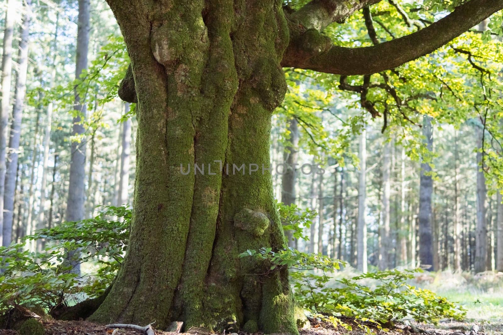 big tree close-up landscape spring there is a place for an inscription. High quality photo