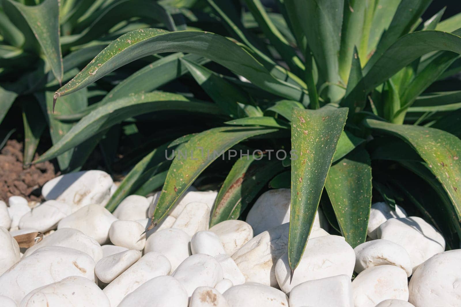 evergreen bushes of plants that are lined with white stones around. by PopOff