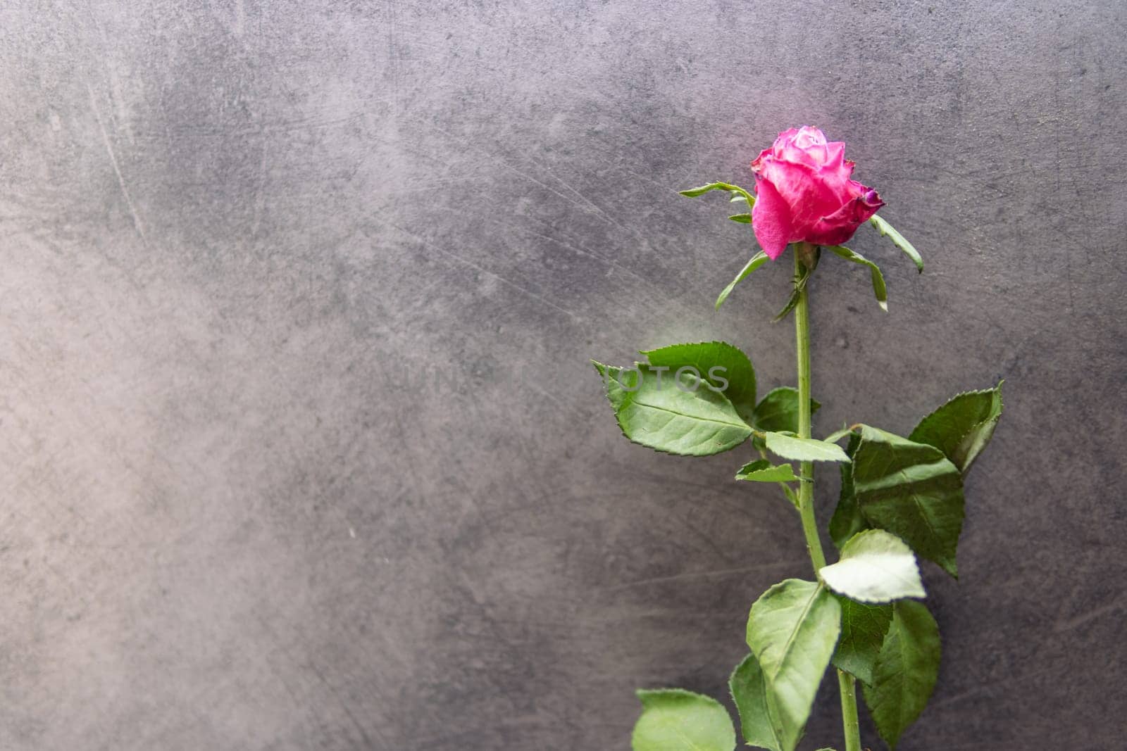 a rose on a gray background there is a place for an inscription from by PopOff