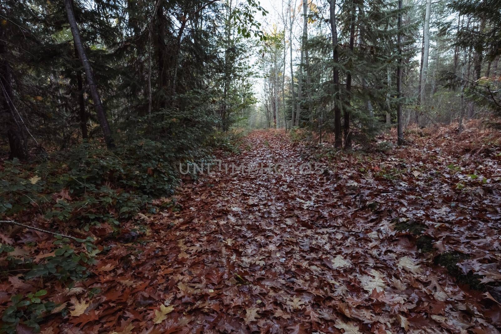 green fir trees in the forest close-up landscape of the spring forest close-up on the grass yellow leaves on the ground there are places for an inscription. High quality photo