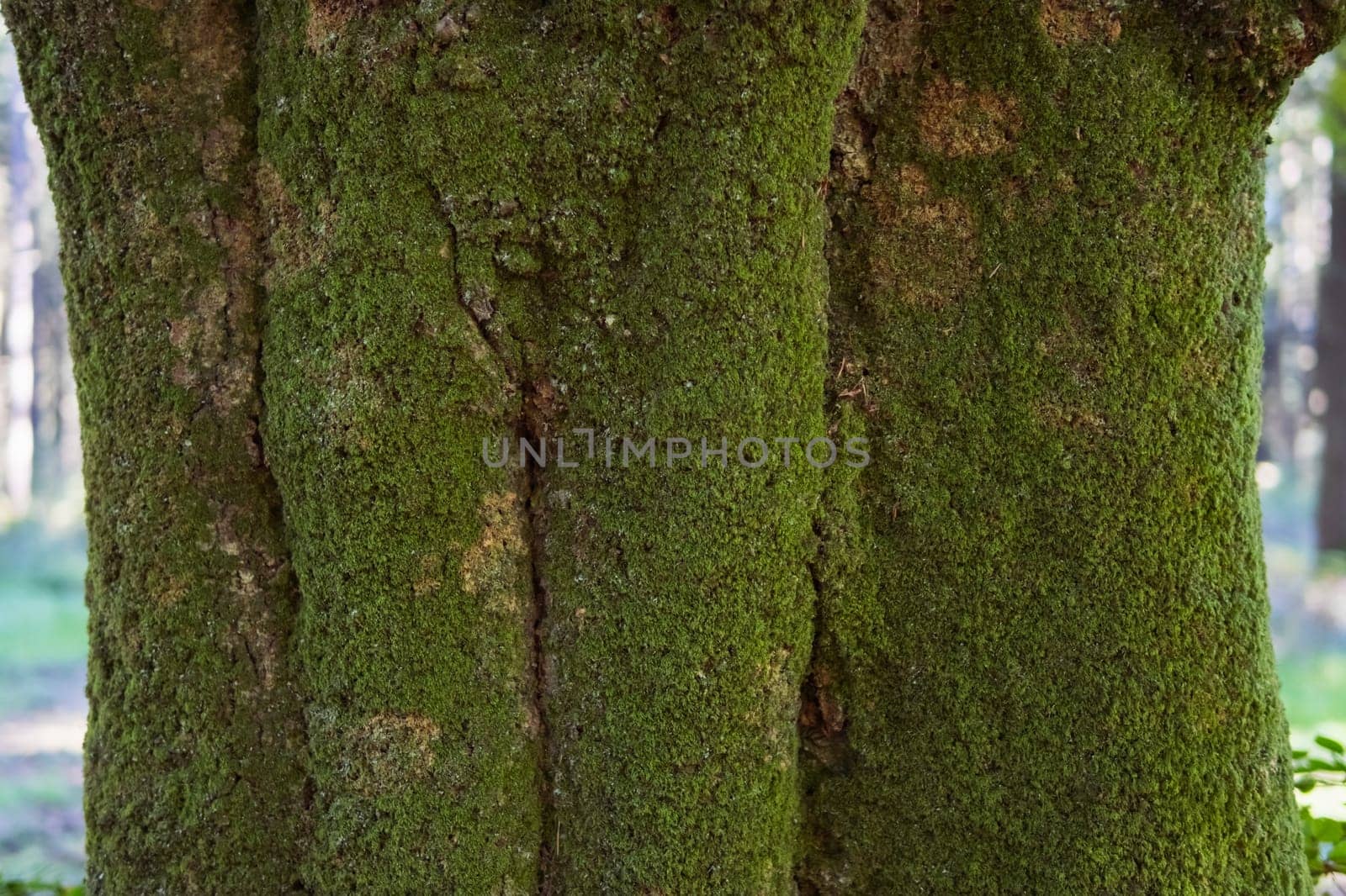 close-up tree pillar in green moss big tree close-up spring landscape there is a place for an inscription by PopOff