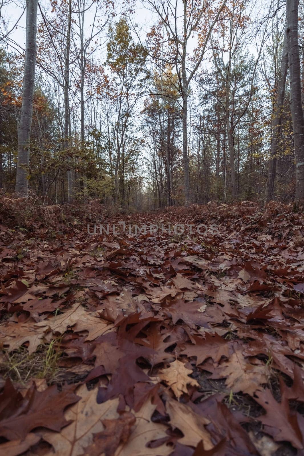 horizontal photo landscape of the autumn forest close-up on the grass yellow leaves on the ground there are places for the inscription by PopOff