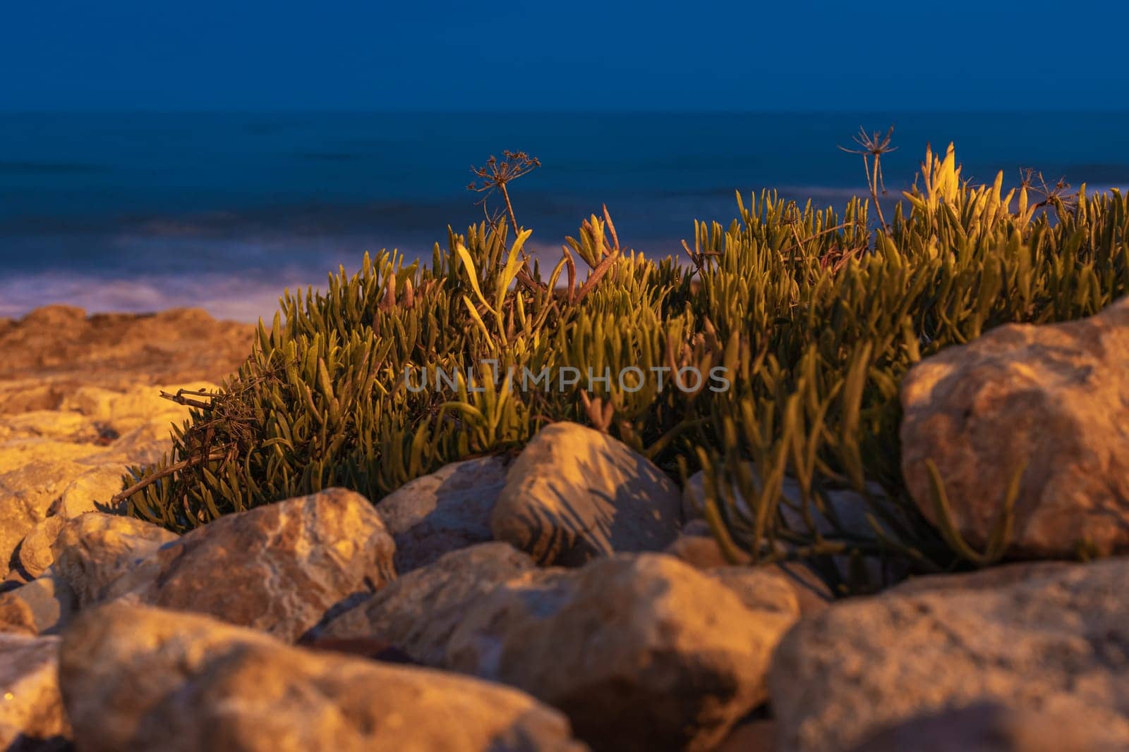 beautiful landscape of the evening sea, in the foreground stones with growing grass, there is a place for an inscription. High quality photo